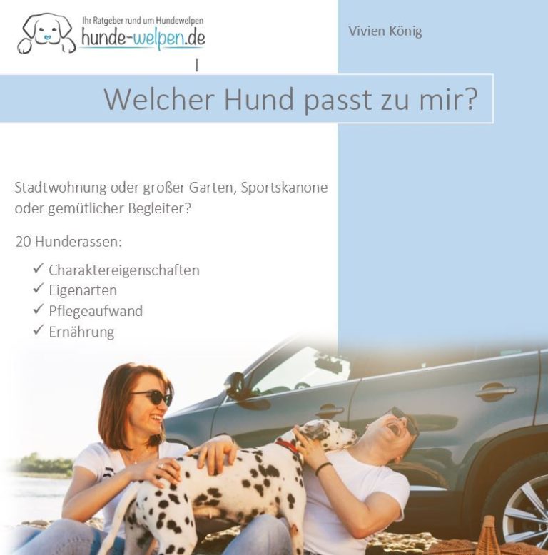 Welcher Hund passt zu mir? Finden Sie mit uns den richtigen Hund