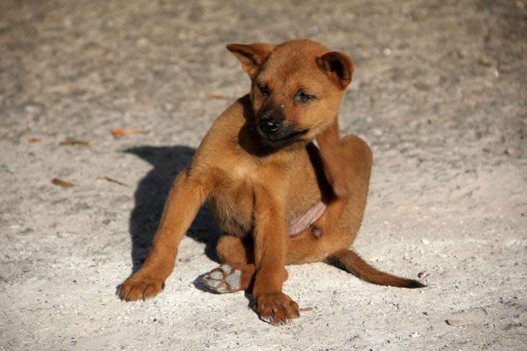 Woran erkennt ich, ob ein Hund Flöhe hat? Hundewelpen.de