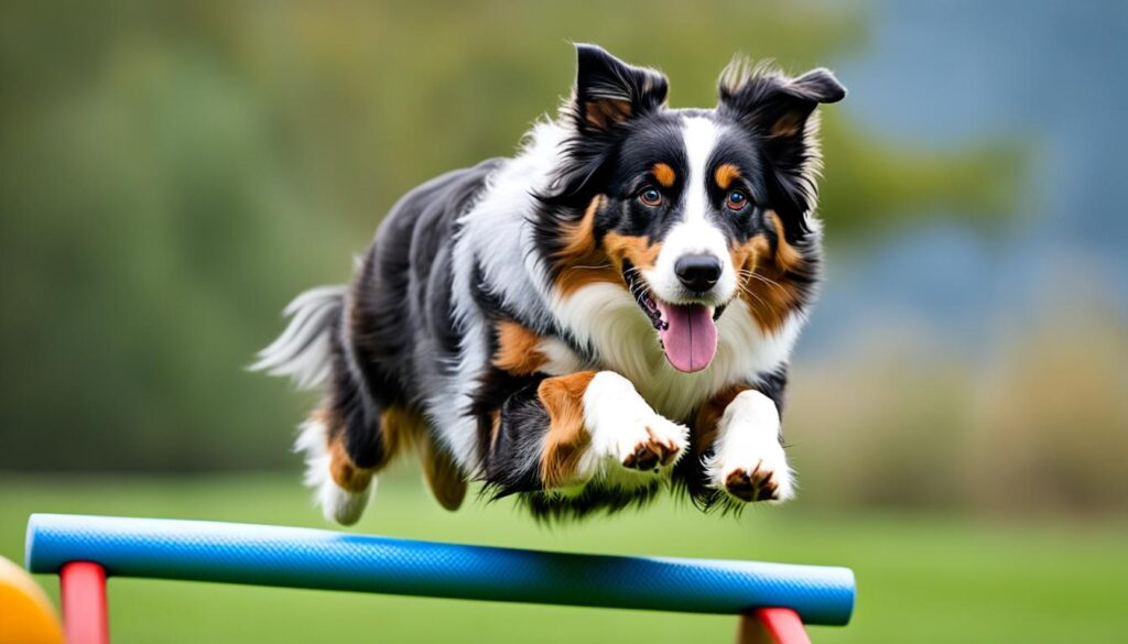 Australian Shepherd in Agility Training