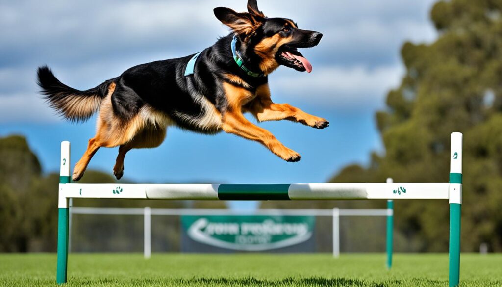 Australischer Schäferhund beim Training