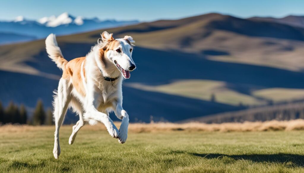 Borzoi Rassenprofil – Eleganz & Geschwindigkeit