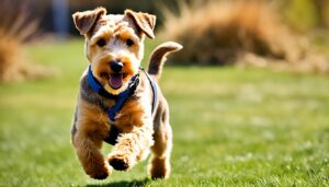 Lakeland Terrier